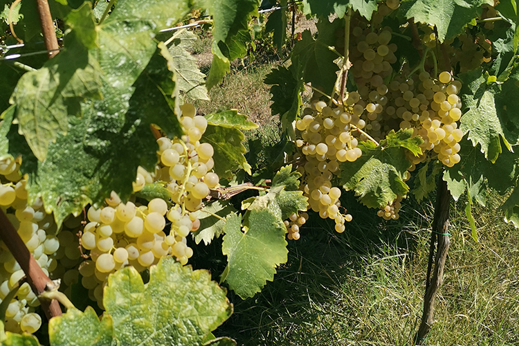 trebbiano abruzzo Aragenzia