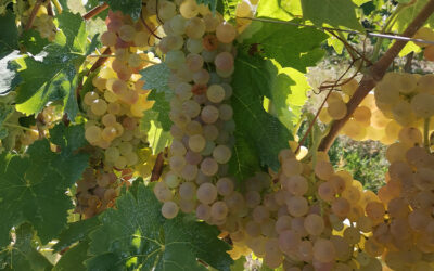 Trebbiano d’Abruzzo DOC: la Vendemmia che dà Vita all’Aragenzia